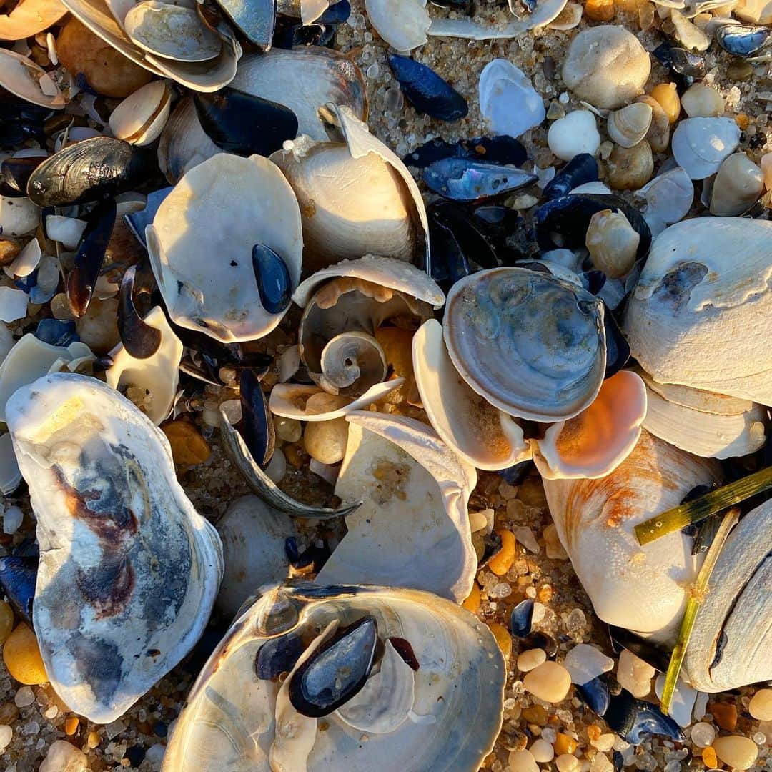 アリス&トリクシーのインスタグラム：「I love seeing all the seashells clustered together on the shoreline. Don’t leave us summer...💗 . . . . . . . . . . . . . . #seashore #beach #beachlife #beachvibes #hamptons #hamptonsstyle #hamptonslife #seashells #hamptonsliving #hamptonbeach #ilovenewyork #shotoniphone」