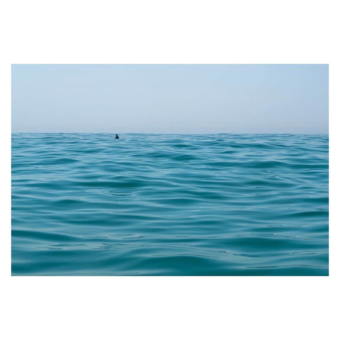 Pete Halvorsenのインスタグラム：「locals only swim session.   . Leica Q2」
