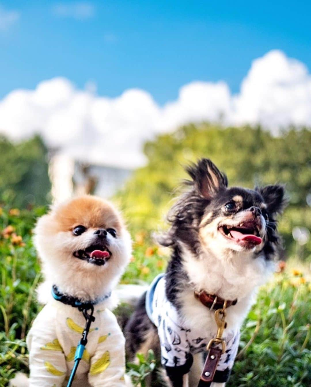 ポテチンさんのインスタグラム写真 - (ポテチンInstagram)「Walk with my friend Taro.  だいぶ前だけど、たろちゃんとお散歩してきましたぢょ〜」9月8日 4時23分 - pom.potechin