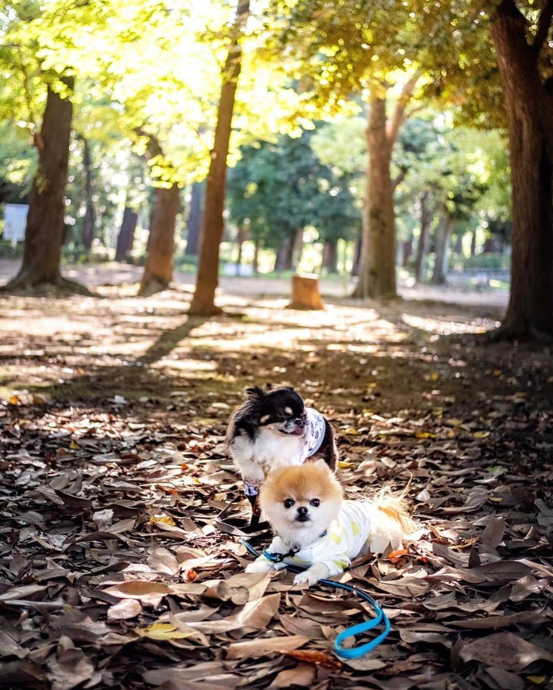 ポテチンさんのインスタグラム写真 - (ポテチンInstagram)「Walk with my friend Taro.  だいぶ前だけど、たろちゃんとお散歩してきましたぢょ〜」9月8日 4時23分 - pom.potechin