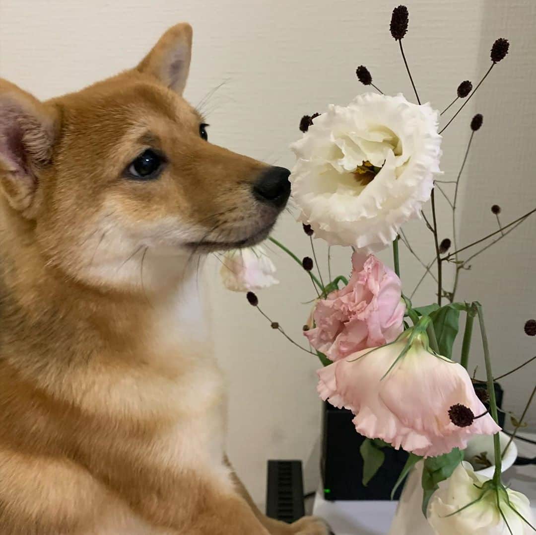 環奈（長沢菜々香の飼い犬）のインスタグラム：「🌷  . .  #豆柴#柴犬#日本犬#黒柴#黒豆柴#まめしば#しばいぬ#しば#しばすたぐらむ #こいぬ #柴  #ここ柴部#柴子犬 #shibalove #mameshiba #kuroshiba #shibainu #shiba #shibadog #shibastagram #shibastyle」
