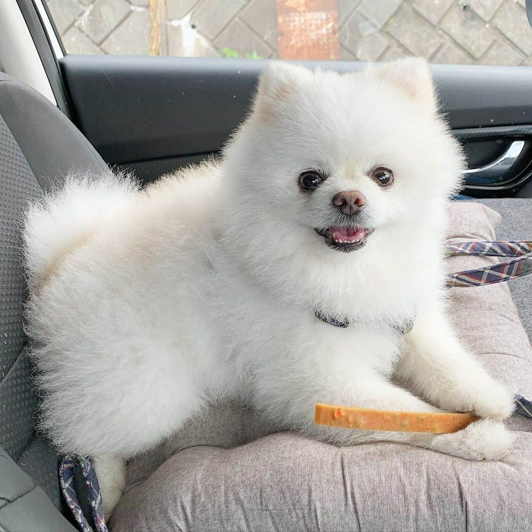 ニコちゃんさんのインスタグラム写真 - (ニコちゃんInstagram)「犬の呼吸✨弐十伍ノ型✨野菜入り紗やっほい⚔️🐶🥕 #犬の呼吸 #弐十伍ノ型 #ドギーマン #野菜入り紗 #紗 #紗でぶん殴る #鬼滅の刃 #鬼滅の紗 #週間少年オサンポ #ポメリズム #ポメラニアン #白ポメ #pomeranian」9月8日 5時41分 - nico_susukita