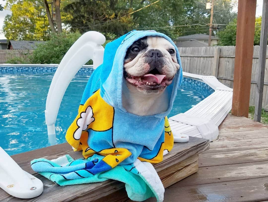 Manny The Frenchieのインスタグラム：「Happy #laborday! Hope everyone had a fun and safe holiday weekend! 🌞🏊‍♂️」
