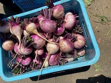 女子アナ47のインスタグラム：「茨城放送のレポーターとして、県内各地を800カ所以上を取材してきました、有働文子です。毎年、魅力度最下位の茨城県ですが、私にとってキラキラ輝く宝石箱のような場所。コラムでは、茨城の旬な情報をどんどん発信していきます。 実は、「野菜ソムリエ」の資格を持っている私。この自粛期間中、ずっと挑戦したかった「畑作り」に挑戦してみました。 詳しくは、プロフィール欄にあるＵＲＬから‘４７発信プロジェクト’を見てね！   #女子アナ４７ #女子アナ発信プロジェクト #アナウンサー #フリーアナウンサー #女子アナ #地方創生 #アナウンサー #女子アナ #リポーター #ブログ #４７都道府県 #地方創生アナウンサー #地域活性化 #町おこし #茨城県 #茨城 #カブ #すみれかぶ ＃蕪 ＃収穫体験 ＃念願の畑作り ＃野菜作り #カブの甘酢漬け #畑作り ＃茨城放送 ＃種まき ＃茨城県水戸市 ＃収穫 ＃野菜 ＃野菜ソムリエ ＃レシピ公開」