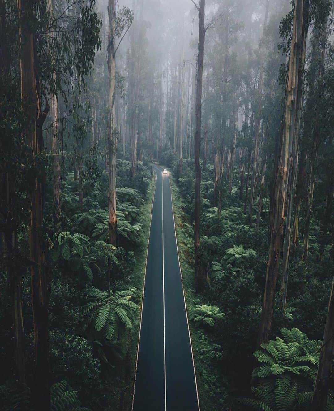 Canon Photographyさんのインスタグラム写真 - (Canon PhotographyInstagram)「The beautiful Australian rainforest  Photography // @harrypope  Curated by @henry.nathan  #australia #blackspur #australia #forest #nature」9月8日 6時16分 - cpcollectives