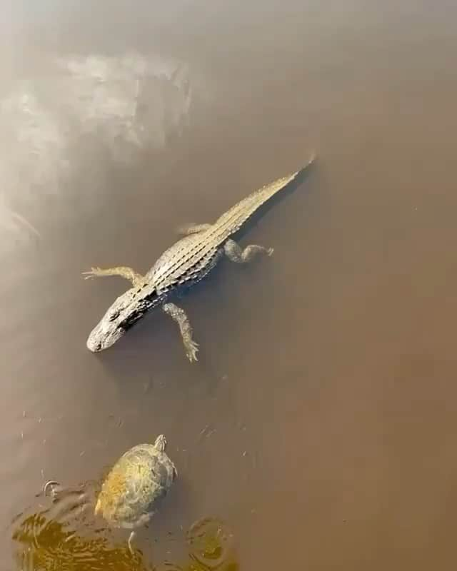 BeStylishのインスタグラム：「🐊 gets high fives from all her canal friends. 😂 (Credit: @craftylittlebitch)  Share with friends & follow us for daily content: @bestylish」