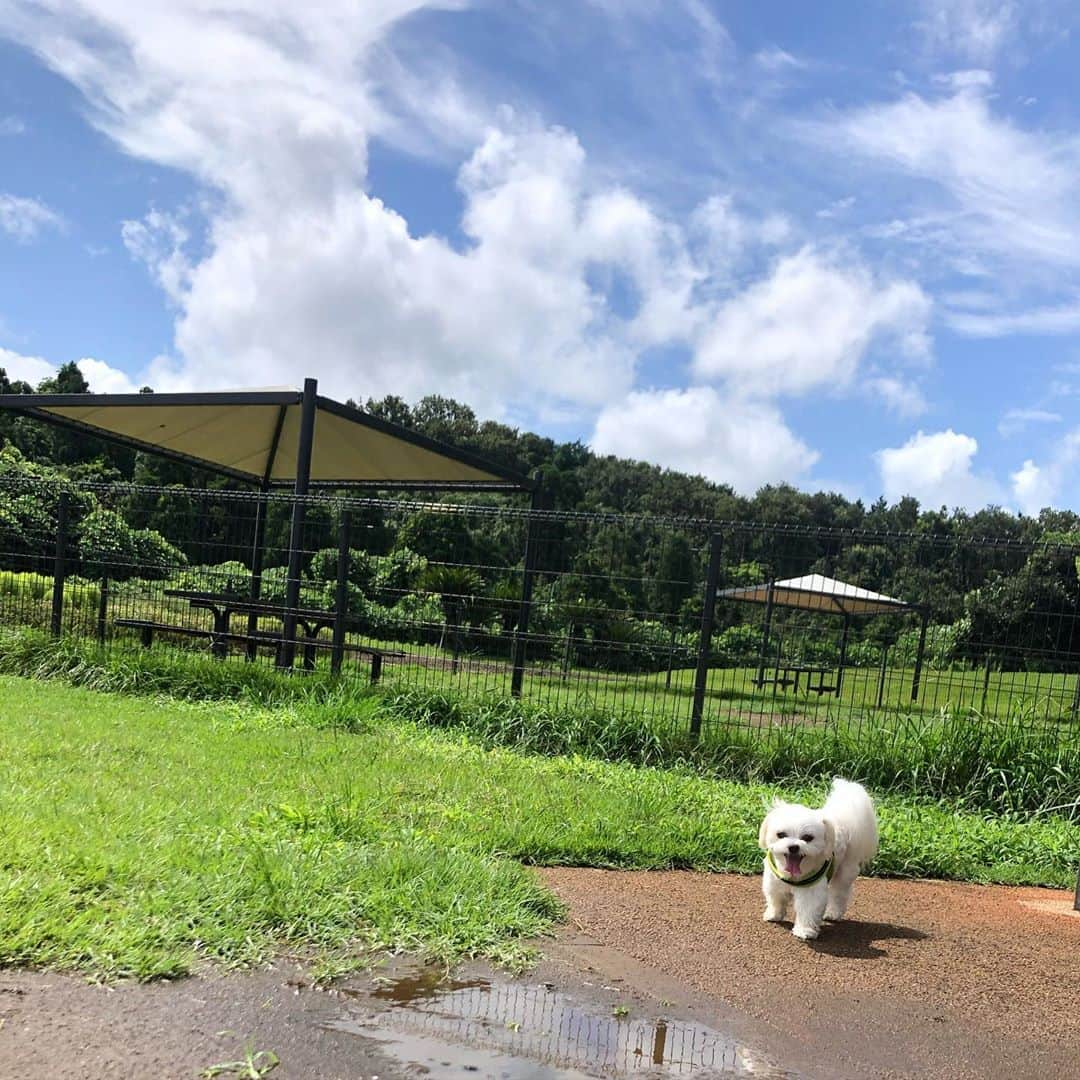 小野真弓さんのインスタグラム写真 - (小野真弓Instagram)「おはようございます🌴🌞 ちょこっと足を伸ばして、お気に入りのドッグランへ🐶🐶✨ハナハル大はしゃぎヽ(*´∀｀) 木陰はだいぶ過ごしやすい^ ^☁️🍁 今日も良い一日を🙋‍♀️ #チワワ#ハナちゃん #チワマル#ハルくん #いぬすたぐらむ #いぬばか部 #市原sa#ドッグラン #chihuahua #maltese #mixdog#dogpark #doglover #dogstagram #犬のいる暮らし#千葉暮らし#家庭菜園#新顔#ブロッコリー#秋茄子#まもなく#秋の空 トマトが終わり、ブロッコリーを植えました🥦 ナス畑を見上げるハルくん🍆🐶 もう少しで、また沢山獲れそう✨楽しみです☺️」9月8日 6時20分 - hanaharuaroi