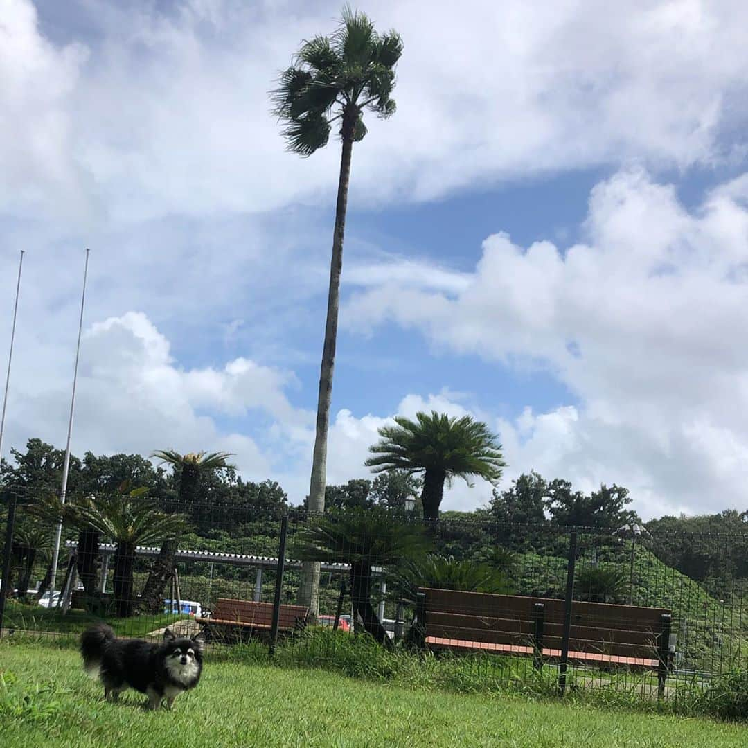 小野真弓さんのインスタグラム写真 - (小野真弓Instagram)「おはようございます🌴🌞 ちょこっと足を伸ばして、お気に入りのドッグランへ🐶🐶✨ハナハル大はしゃぎヽ(*´∀｀) 木陰はだいぶ過ごしやすい^ ^☁️🍁 今日も良い一日を🙋‍♀️ #チワワ#ハナちゃん #チワマル#ハルくん #いぬすたぐらむ #いぬばか部 #市原sa#ドッグラン #chihuahua #maltese #mixdog#dogpark #doglover #dogstagram #犬のいる暮らし#千葉暮らし#家庭菜園#新顔#ブロッコリー#秋茄子#まもなく#秋の空 トマトが終わり、ブロッコリーを植えました🥦 ナス畑を見上げるハルくん🍆🐶 もう少しで、また沢山獲れそう✨楽しみです☺️」9月8日 6時20分 - hanaharuaroi