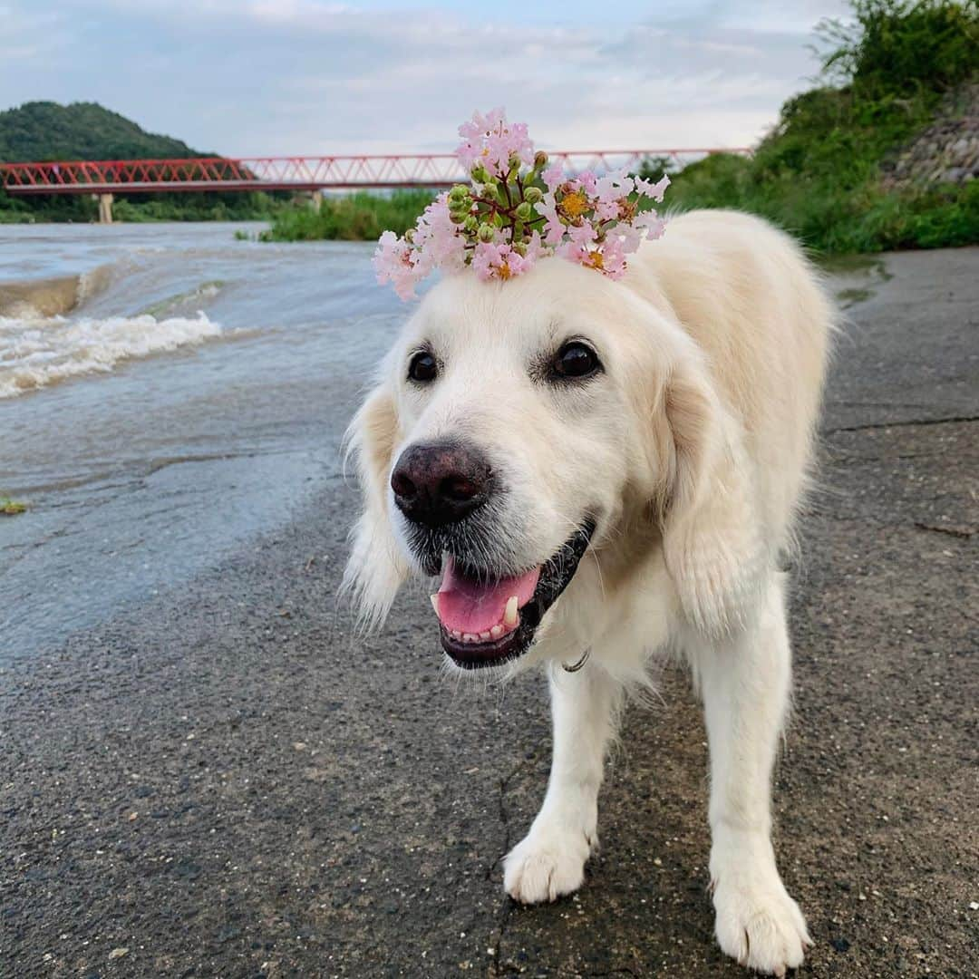 P太郎ママさんのインスタグラム写真 - (P太郎ママInstagram)「おはよー。 湿度は高めだけど、 気温も低め。 爽やかでもないけど、 まぁ過ごしやすい。 すれ違う散歩🚶‍♂️人が増えてきた〜。 ←真夏は皆無！」9月8日 7時20分 - ptarodada