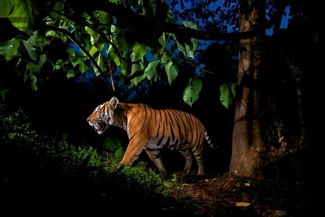 ナショナルジオグラフィックさんのインスタグラム写真 - (ナショナルジオグラフィックInstagram)「Photo by @stevewinterphoto  A rare image of an Indochinese tiger in the Western Forest Complex, in Thailand near the border with Myanmar. One of the most powerful, mystical beings on our planet is getting ready to scent mark his territory. The tiger is the largest of the big cats—and the most endangered. There are perhaps 4,000 left in the wild across their Asian range, with that number split among the five subspecies. India’s Bengals have the most hope, with about 2,900; meanwhile, just a few hundred Indochinese, Siberian, Sumatran, and Malay tigers remain. The numbers seem to be increasing in some countries, like India and Thailand, where this year in Thungyai-Huai Kha Khaeng forest sanctuary 79 tigers were captured on camera traps—a number that represents an increase of more than 70% from what was seen 13 years ago. There is hope yet for these beautiful, enigmatic animals. Everywhere they same threats: habitat loss, deforestation, and poaching for a lucrative, growing trade in tiger skins and bones used in “tiger bone wine,” with China as the largest consumer, followed by Vietnam and Laos. This deadly commerce is driven by consumer demand—and masterminded by international cartels. When demand stops, so will the poaching of this beautiful cat! This pandemic has been a harsh reminder that our survival is inextricably linked to the health of the planet. Saving the large landscapes these animals inhabit will protect other animals and conserve forests that sequester carbon, mitigating climate change. So if we can save big cats we can help save ourselves.」9月8日 7時36分 - natgeo