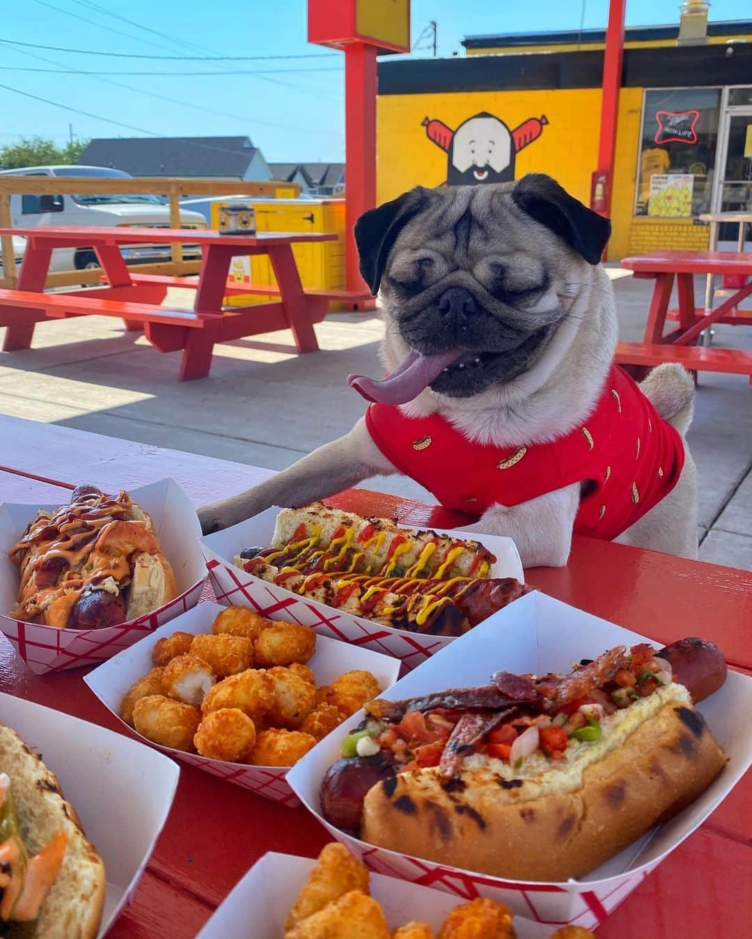 itsdougthepugさんのインスタグラム写真 - (itsdougthepugInstagram)「“I like to order my food in bulk” -Doug」9月8日 7時46分 - itsdougthepug