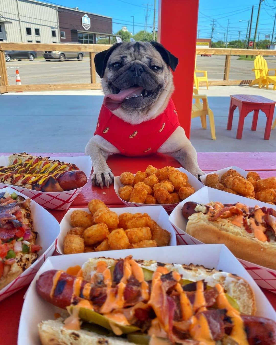 itsdougthepugさんのインスタグラム写真 - (itsdougthepugInstagram)「“I like to order my food in bulk” -Doug」9月8日 7時46分 - itsdougthepug