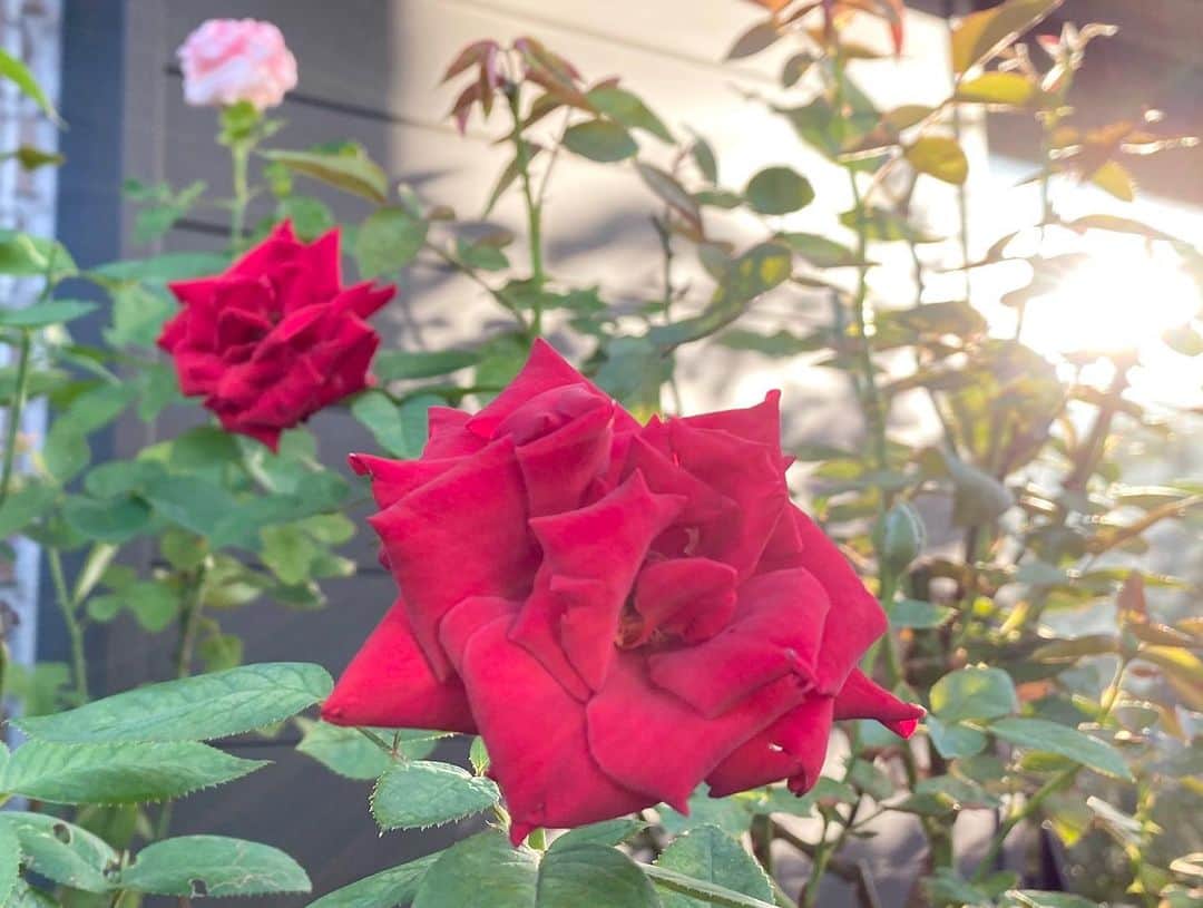 岡部晴彦さんのインスタグラム写真 - (岡部晴彦Instagram)「#バラ日記 #roses 132日目　早朝  シャルルドゴール×2 フランソワーズゴジャール  イングリッドバーグマン ×2 ジャンヌダルク  #roses🌹 #rosestagram #rose」9月8日 8時13分 - hal_96