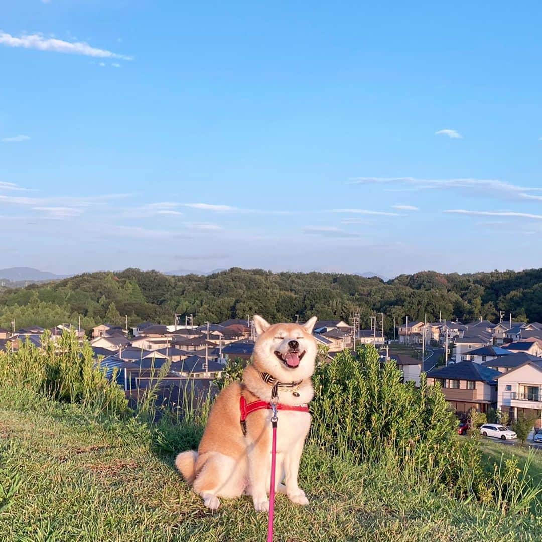 てんパパさんのインスタグラム写真 - (てんパパInstagram)「空青くて暑かった〜 #朝んぽ　#丘の上のてん」9月8日 8時17分 - tenchan.shiba
