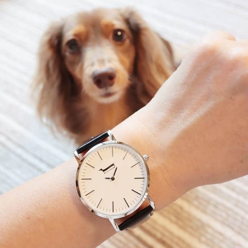 くるみんのインスタグラム：「*  @doxiewatches_japan さんから素敵なお話をいただき、モニターをさせていただきました。 ダックスをモチーフにした腕時計です⌚  ②ダックスの短足のような短い針 ③箱とカバーにも可愛いダックスの絵でテンション上がりました🐾  クーポンコード➡️michirumugiazuを入力すると 20％ offでご購入いただけます！ 時計の種類はいくつかあるので、ダックスファンの皆様は是非ご覧になってください。  HP➡️https://doxiewatch-japan.com/  #ドキシーウオッチ #doxiewatch #腕時計 #カニンヘンダックスフント #カニンヘン #カニンヘンダックス #カニンヘンダックスフンドの日常 #カニンヘンの会 #カニンヘンダックスフンド #チョコタン #チョコタンダックス #チョコタンダックスフント #チョコタンダックスフンド #ダックス #ダックスフント #ダックスフンド #ダックス大好き #ダックスフントカニンヘン #ダックスフンドカニンヘン #いぬばか部 #いぬすたぐらむ #短足部 #dachs #dachshund #dogstagram #instdachs #inustagram #todayswanko #instadog #watch」