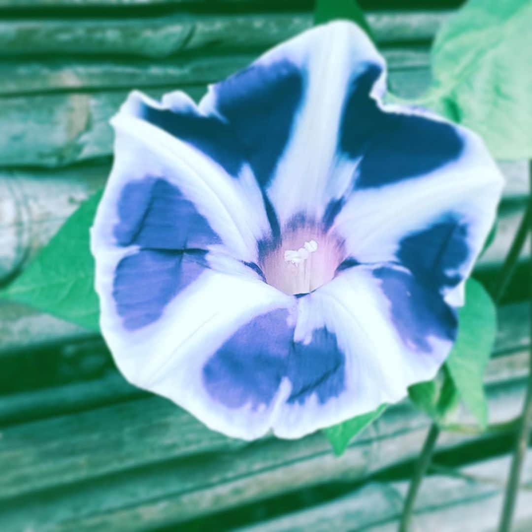 中野敬久さんのインスタグラム写真 - (中野敬久Instagram)「#flower #flowersoflife #white #purple #hope #neighborhood」9月8日 8時30分 - hirohisanakano