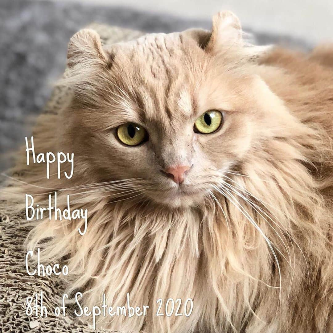 むぎちょこさんのインスタグラム写真 - (むぎちょこInstagram)「🎂Happy Birthday Choco🎉  今日は ちょこの お誕生日  4歳になりました🦁  大切な 大切な うちの次女  今年も健やかに😌✨  🦁ちょこ♀choco #アメリカンカール #Americancurl #9月8日生まれ #HappyBirthday #お誕生日おめでとう #お気に入りの写真でお誕生日 #4thbirthday」9月8日 9時28分 - mugi325channel