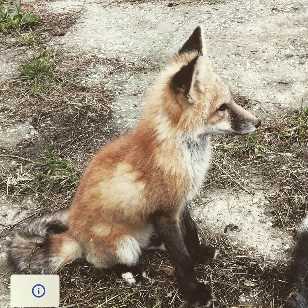 Rylaiさんのインスタグラム写真 - (RylaiInstagram)「This little red girl is gonna be trouble.... 😂🤣  . Panda & Her Pals, little Red color Russian domesticated fox.... she is not sponsored to bring to the US yet, and she does not have a name.  . We won’t, we can’t leave her behind.  . We are working on a few fun upcoming events, one being a Paint a Viktor  and Wine event at a local winery.  Who would be interested in attending to support not leaving this girl behind??? Help us Save this girl!!!  . We still have our foxy planters for sale:  🦊 https://www.siberiancupcakes.com/merchandise/foxplanters . AND we need to build them an amazing enclosure!! Who wants to help 🙋‍♂️🙋🙋‍♀️ - build them a magical place to thrive!  . Let’s leave not one of them behind!  . . . . #redfox #littlegirl #russiangirl #foxplanters #planters #succulents #construction #fencing #animalcribs #vulpes #conservation #savefoxes #belyaevfoxes #furfree #ambassadors #jabcecc #saveafox #fundraising #paintwithwine #support #fromrussiawithlove #canid #exotic #sweet #trouble」9月8日 9時27分 - jabcecc