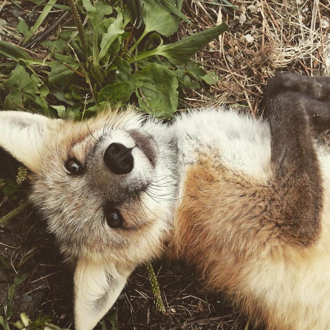 Rylaiさんのインスタグラム写真 - (RylaiInstagram)「This little red girl is gonna be trouble.... 😂🤣  . Panda & Her Pals, little Red color Russian domesticated fox.... she is not sponsored to bring to the US yet, and she does not have a name.  . We won’t, we can’t leave her behind.  . We are working on a few fun upcoming events, one being a Paint a Viktor  and Wine event at a local winery.  Who would be interested in attending to support not leaving this girl behind??? Help us Save this girl!!!  . We still have our foxy planters for sale:  🦊 https://www.siberiancupcakes.com/merchandise/foxplanters . AND we need to build them an amazing enclosure!! Who wants to help 🙋‍♂️🙋🙋‍♀️ - build them a magical place to thrive!  . Let’s leave not one of them behind!  . . . . #redfox #littlegirl #russiangirl #foxplanters #planters #succulents #construction #fencing #animalcribs #vulpes #conservation #savefoxes #belyaevfoxes #furfree #ambassadors #jabcecc #saveafox #fundraising #paintwithwine #support #fromrussiawithlove #canid #exotic #sweet #trouble」9月8日 9時27分 - jabcecc