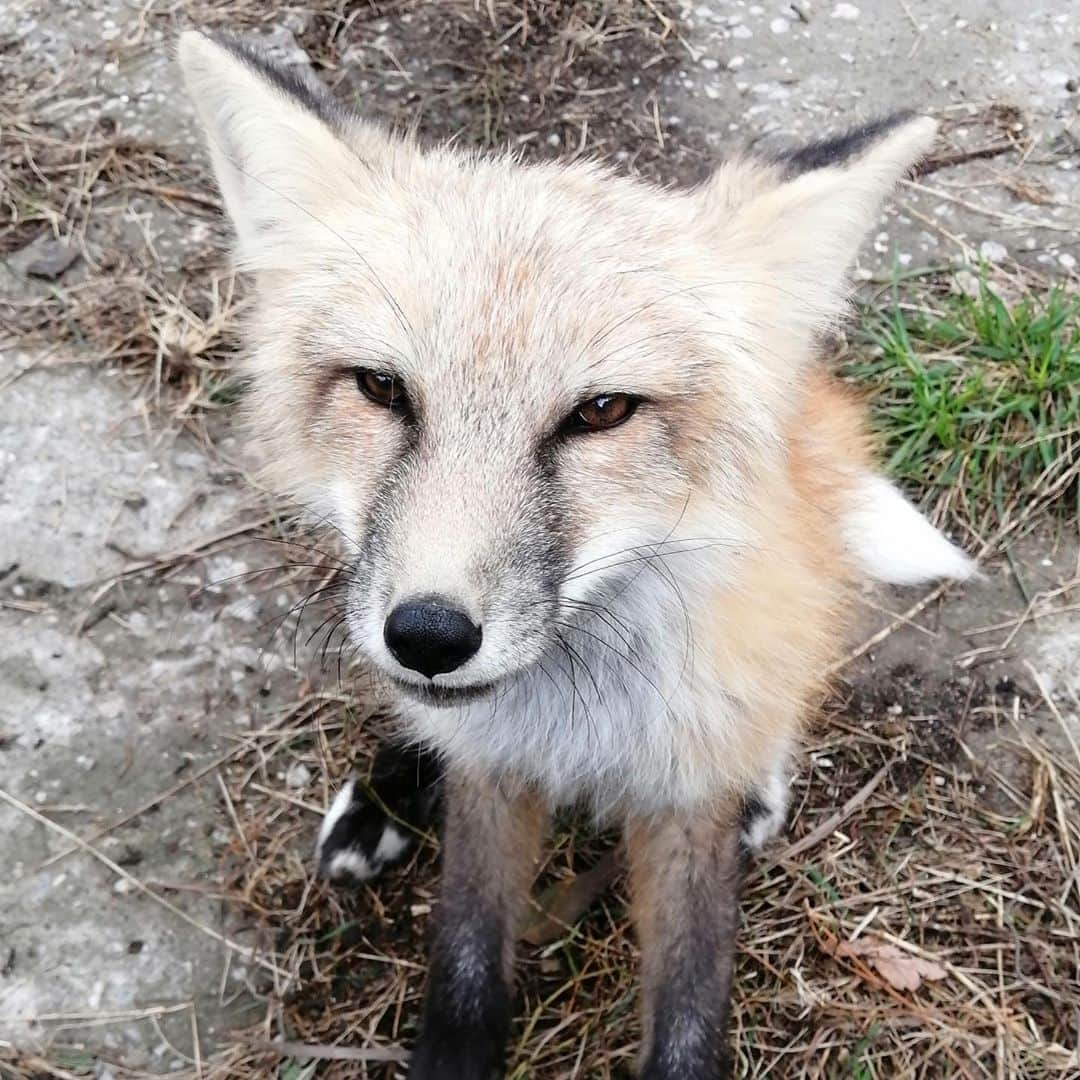 Rylaiさんのインスタグラム写真 - (RylaiInstagram)「This little red girl is gonna be trouble.... 😂🤣  . Panda & Her Pals, little Red color Russian domesticated fox.... she is not sponsored to bring to the US yet, and she does not have a name.  . We won’t, we can’t leave her behind.  . We are working on a few fun upcoming events, one being a Paint a Viktor  and Wine event at a local winery.  Who would be interested in attending to support not leaving this girl behind??? Help us Save this girl!!!  . We still have our foxy planters for sale:  🦊 https://www.siberiancupcakes.com/merchandise/foxplanters . AND we need to build them an amazing enclosure!! Who wants to help 🙋‍♂️🙋🙋‍♀️ - build them a magical place to thrive!  . Let’s leave not one of them behind!  . . . . #redfox #littlegirl #russiangirl #foxplanters #planters #succulents #construction #fencing #animalcribs #vulpes #conservation #savefoxes #belyaevfoxes #furfree #ambassadors #jabcecc #saveafox #fundraising #paintwithwine #support #fromrussiawithlove #canid #exotic #sweet #trouble」9月8日 9時27分 - jabcecc