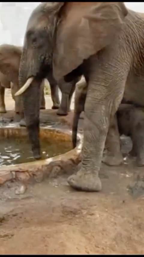 クリスティン・デイヴィスのインスタグラム：「Turn sound on for full experience of baby elephant getting int the water trough .   Go to @sheldricktrust  fir full story 🐘❤️🐘❤️」
