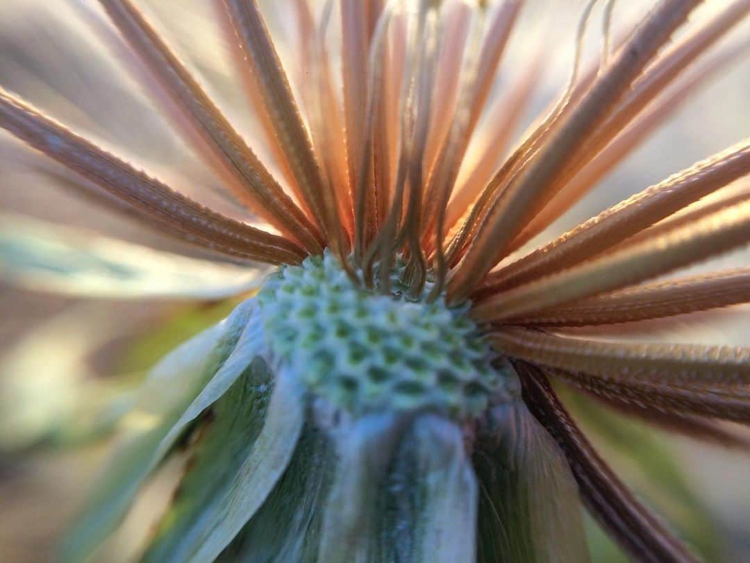 アンジー・ペインのインスタグラム：「It’s a holiday and it’s Monday, so it seems like as good a time as any for some #macromondayfun.  On a recent work shoot, excitement for macro photography mixed with some friendly competition with @devoderby resulted in a new idea — Macro Monday Fun! The hope is to spread the joy of macro photography by encouraging people to get out there and explore the tiny worlds in nature, even if the only nature nearby is a small plot of land or a single blade of grass.  • This week’s theme was “edgy plants”. Going through my old photos and taking new ones for this has gotten me even more excited about all the things macro has to offer, and has sparked some bigger ideas for the future. But for now, here’s my edgy plants album, and explanations of why I chose each: • (1) A new edit of an old iPhone shot from 2017. I picked this photo because it has an “experimental” feel to it, and more importantly, because I still absolutely adore this photo even though I now have more gear and more experience than I did when I took it. You can make pretty stuff even without all the gears and all the years. • (2) A plant thing sporting an edgy hair do. I picked this photo because it was a fun find, and discovering these surprising little scenes in nature is one of the things I love most about macro photography. • (3) An iPhone photo I shot yesterday of some nifty little bug eggs left on a tiny leaf. I chose this photo because it is the perfect example of the mini adventures that macro never fails to provide. To summarize yesterday — I came for the “edgy plant” photos, but I stayed for the weird bug eggs. Every time I go out to shoot macro, I never know what I’m going to find, and that excitement doesn’t get old, ever.  • (4) A photo of a leaf and droplets in my front yard shot with a weird flash that I love experimenting with. I chose this because I took it right in my yard, and it involved a single leaf and a few droplets — that’s not a lot of nature, but I’m certain it provided at least 45 minutes of outdoor joy for me.  • Join the fun if you feel so inclined by using #macromondayfun! Update: A new theme will be introduced every other week. • • • #macro #macrophotography」