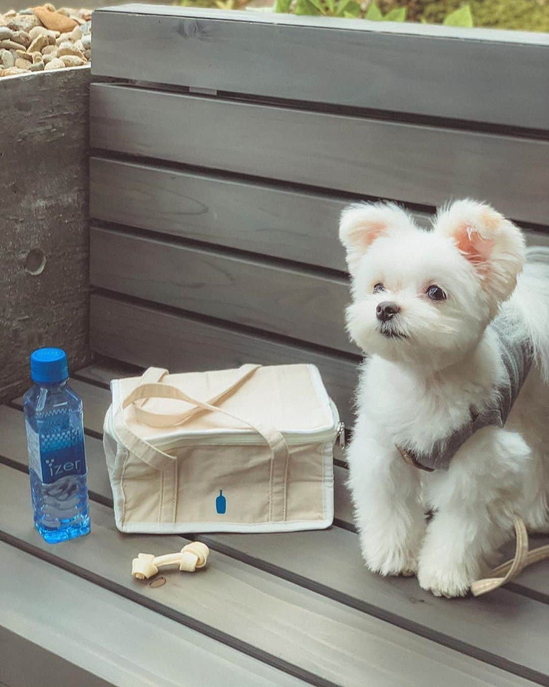 Blue Bottle Coffee Japanのインスタグラム