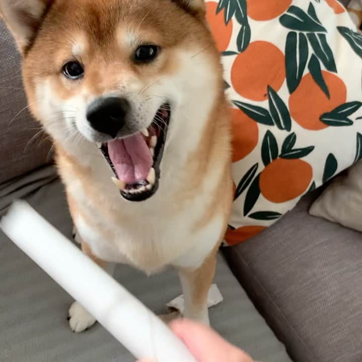 ?Fricko the Shiba Inu?のインスタグラム：「Been waiting for the paper roll to run out so I can destroy the core😈👍🏼 all time favorite toy, highly recommend😆 🐾 🐾 🐾 #Fricko #🐶 #☀️ #shiba #shibainu #dog #柴犬 #赤柴  #adorable #shibaholics  #dogoftheday  #weeklyfluff #aww #dogstagram  #puppiesofinstagram #shibalove #shibastagram #shibadog #shibasofinstagram #doglovers」