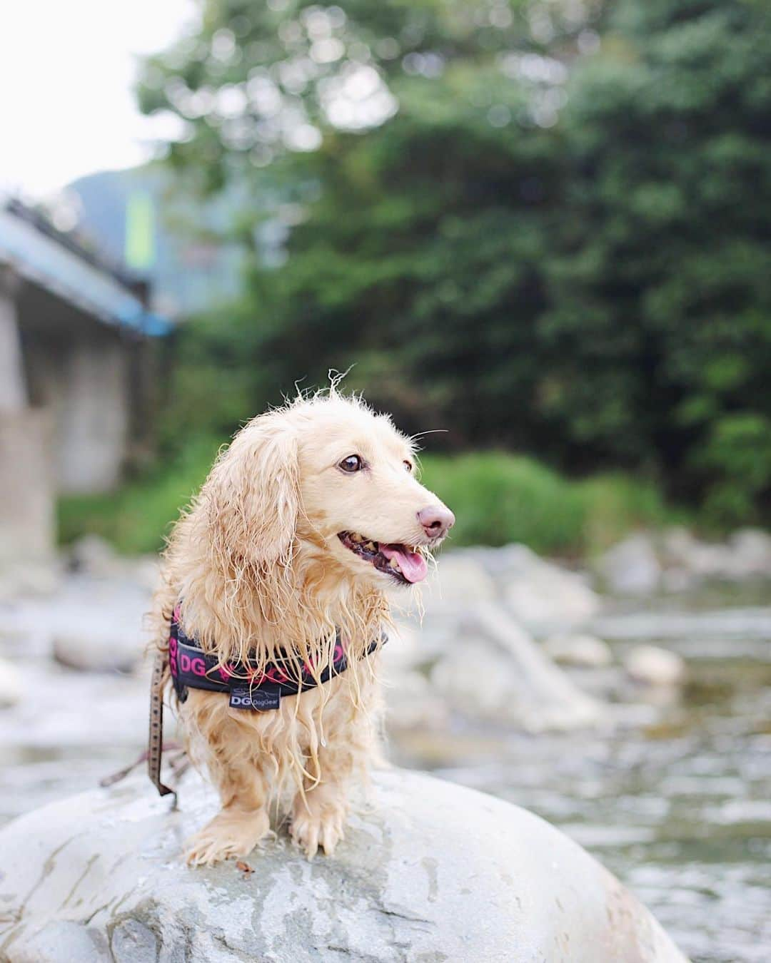 BETTYのインスタグラム：「先日川遊びに行きました🏞 二回だけ自分から訳わからず泳いでたね😅」