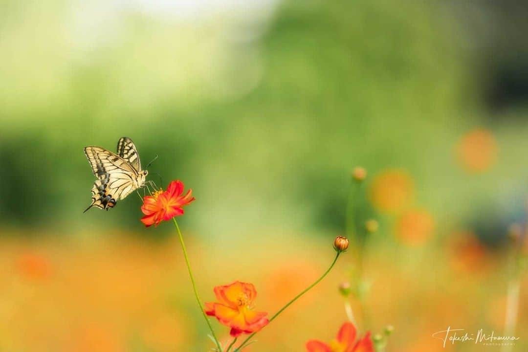 花の写真館のインスタグラム：「Photo by 三田村 武.⠀ .⠀ Original Post[投稿いただいたURL]⠀ https://www.facebook.com/photo.php?fbid=3015344045216042⠀ .⠀ 本アカウントは、 #私の花の写真 をつけてInstagramに投稿された皆さまの花の写真や、「花の写真館」Facebookページで投稿された花の写真を紹介します。⠀ 「花の写真館」Facebookページは、「 @floral.photograph 」のプロフィールにあるURLからご覧ください。⠀ .⠀ ※各自、政府、自治体など公的機関の指示に従った行動をお願いします。⠀⠀ 東京カメラ部および分室では、写真を「見る楽しみ」を提供することを通して、微力ながら皆様にわずかな時間でも癒しをお届けしたいと思っております。⠀ ※本アカウントは東京カメラ部がFacebook、Instagramのサービスを利用して運営しているもので、Facebook社・Instagramとは一切関係ありません。⠀ .⠀ #花の写真館 #floralphotograph #floralphoto #flower #flowers⠀ Follow: @floral.photograph」