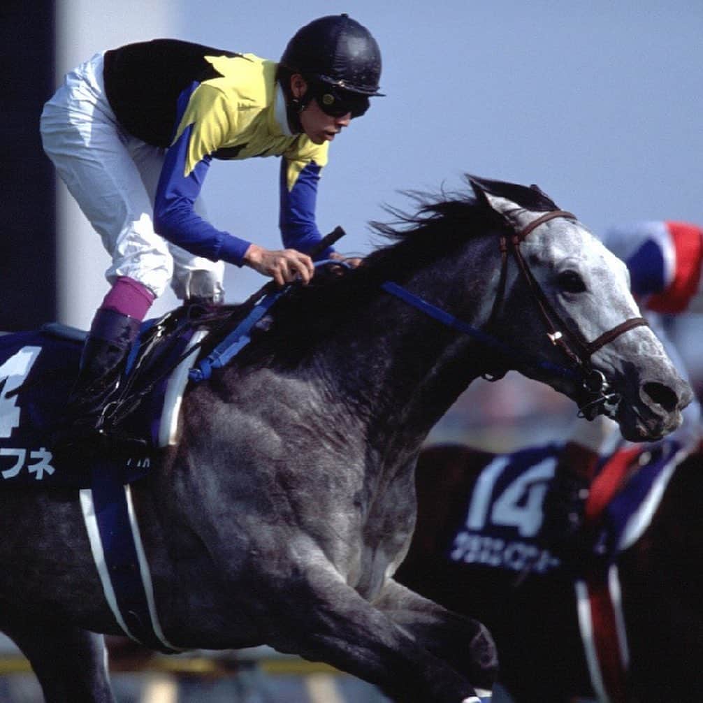 netkeibaさんのインスタグラム写真 - (netkeibaInstagram)「ㅤㅤㅤㅤㅤㅤㅤㅤㅤㅤㅤㅤㅤ ㅤㅤㅤㅤㅤㅤㅤㅤㅤㅤㅤㅤㅤㅤ netkeiba 芦毛祭 🍧 ㅤㅤㅤㅤㅤㅤㅤㅤㅤㅤㅤㅤㅤ 本日はクロフネさんです🤍 ㅤㅤㅤㅤㅤㅤㅤㅤㅤㅤㅤㅤㅤ 芝ダート両GIを制し、種牡馬としても大活躍 ダートは2戦しか走っていませんが、 9馬身、7馬身差の圧勝劇は衝撃でした 。。 ㅤㅤㅤㅤㅤㅤㅤㅤㅤㅤㅤㅤㅤ ～重賞勝ち鞍～ 2001年：ジャパンカップダート(GI) 、NHKマイルC(GI)、武蔵野S(GIII)、毎日杯(GIII) ㅤㅤㅤㅤㅤㅤㅤㅤㅤㅤㅤㅤㅤ #クロフネ ㅤㅤㅤㅤㅤㅤㅤㅤㅤㅤㅤㅤㅤ #instahorse #horsetagram #thoroughbred #芦毛 #馬 ㅤㅤㅤㅤㅤㅤㅤㅤㅤㅤㅤㅤㅤ (撮影：下野雄規)」9月8日 19時44分 - netkeiba