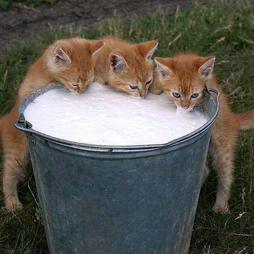 Cute Pets Dogs Catsさんのインスタグラム写真 - (Cute Pets Dogs CatsInstagram)「😻 lunchtime ❤️⠀⠀⠀⠀ Support us with a ❤️ Notification ON 💙 #kittens_of_world and follow us to be featured 😸 #chat #neko #gato #gatto #meow #kawaii #nature #pet #animal #instacat #instapet #mycat #catlover #cat #cats #catofinstagram #catoftheday #catlover #catsagram #catlovers #cat_features #catlady #catlife #catlove #catsgram」9月8日 19時58分 - dailycatclub