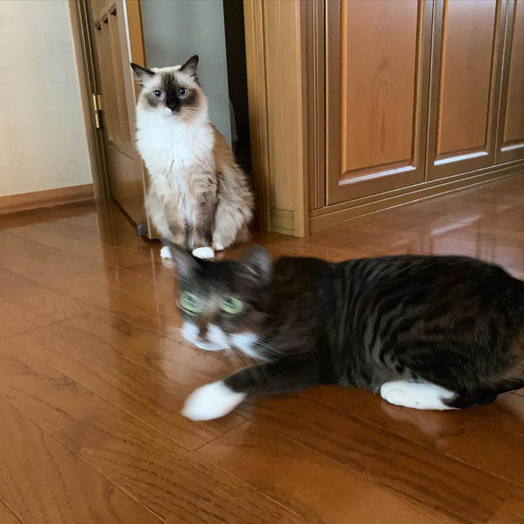 takegaeruのインスタグラム：「フレームに入ってきちゃう子🤣  #猫の写真へたくそ選手権  #cat #猫 #ragdoll #ラグドール #ホワイトポッチーズ #よもねこ #よもぎねこ #キジトラ #きじとら」