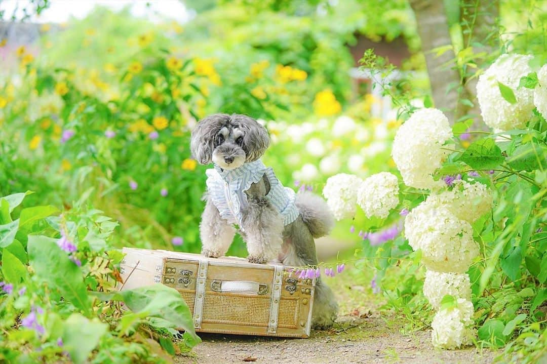 中野区在住のミニシュナのInstagramのグルメインスタ