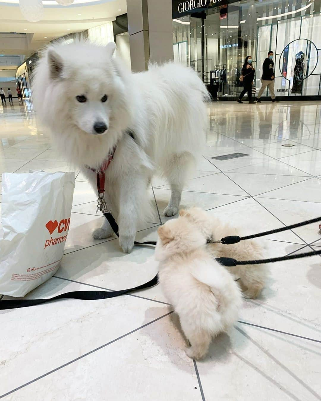 9GAGさんのインスタグラム写真 - (9GAGInstagram)「"Excuse me sir, how do we get this big?"⠀ 📸 @cutesamson⠀ -⠀ @barked #samoyed #pom #9gag」9月8日 20時18分 - 9gag