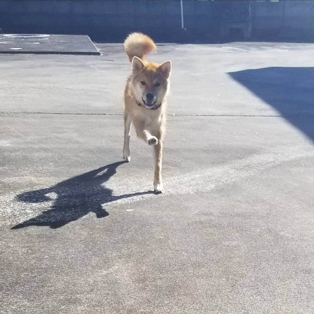 柴犬たま Shibainu Tamaさんのインスタグラム写真 - (柴犬たま Shibainu TamaInstagram)「ルンルンなコイちゃん🐶🎵﻿ しっぽが炎のように躍動してる🔥﻿ ﻿ Caption trans🇬🇧﻿﻿﻿﻿﻿ Koi looks fun🐶🎵﻿ His tail is dancing like a flame🔥﻿ ﻿﻿﻿ #たま家族 #柴犬コイ #笑顔 #ルンルン #しっぽモフモフ #カモメ眉毛 #カモメ眉 #ハートマーク﻿ #柴犬 #shiba #shibainu #shibastagram #犬 #dog #柴犬子犬 #子犬 #shibapuppy #shibainupuppy #puppy」9月8日 20時27分 - tama7653