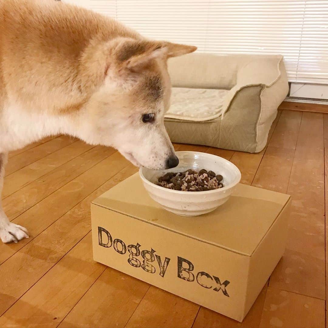 柴犬リリコのインスタグラム：「ドギボ9月号が届きました❣️🐶🎁  おもちゃ🤖には相変わらずな塩対応なリリコさん🧂😅（耳が遠くなってきてもやっぱり音には敏感なのです💦）  今月号の帆立スティック、人間は食べちゃダメなのかしらん？母さんちょっと味見してみたい🤤（間違えて誰か🧒🏻👧🏻👨🏻食べちゃいそうな予感😅）  そして何気にドギボさんの📦、フードボウル🥣を置くのに丁度良くてですね、毎回捨てずに重宝しております👍🏻  #ドギボ #ドギーボックス #doggybox #pr」
