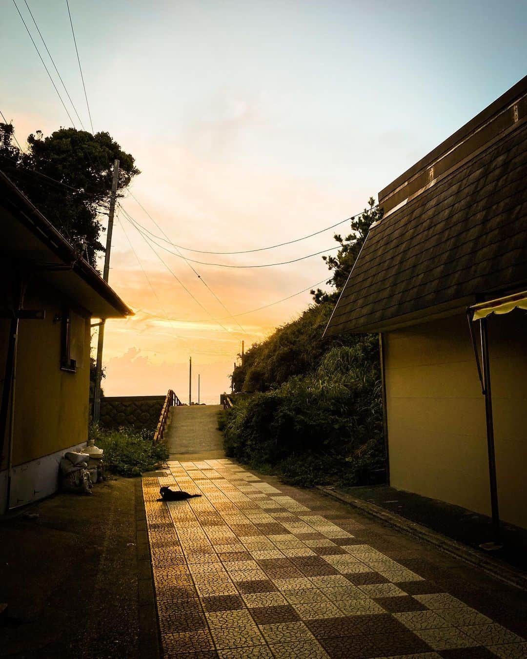 のインスタグラム：「ほっこり。  #黒猫 #夕焼け #ほっこり #癒し #癒しの時間 #ねこすたぐらむ」