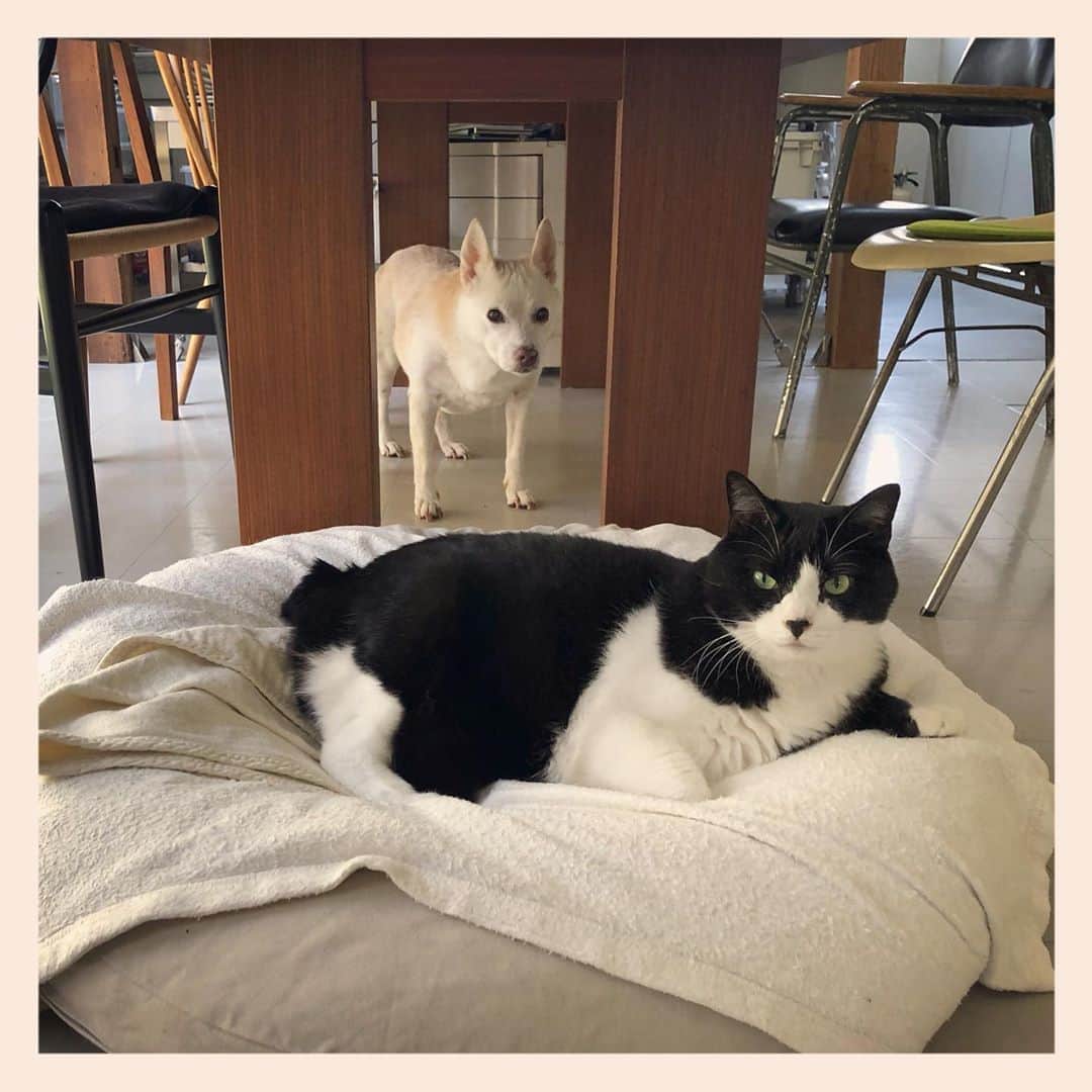 パンといっぴきのインスタグラム：「#元保護犬 #雑種犬 #犬と猫 #元保護猫 #白黒猫 #ハチワレ #blackandwhitecat #crossbreed #tuxedocat #mixdog #catanddog」