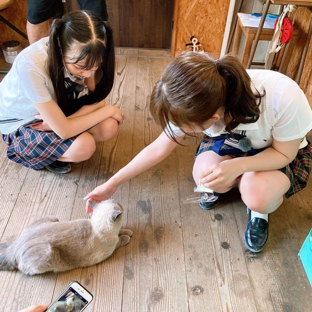 鎌田菜月さんのインスタグラム写真 - (鎌田菜月Instagram)「看板ネコのもちちゃん🐾﻿ ﻿ 今夜21時54分〜﻿ #東海テレビ #ske48は君と歌いたい 放送です﻿ ﻿ 佐久島へと行ってきました﻿ ﻿ #ねこすたぐらむ #佐久島 #佐久島カフェ」9月8日 20時49分 - nacky_k829