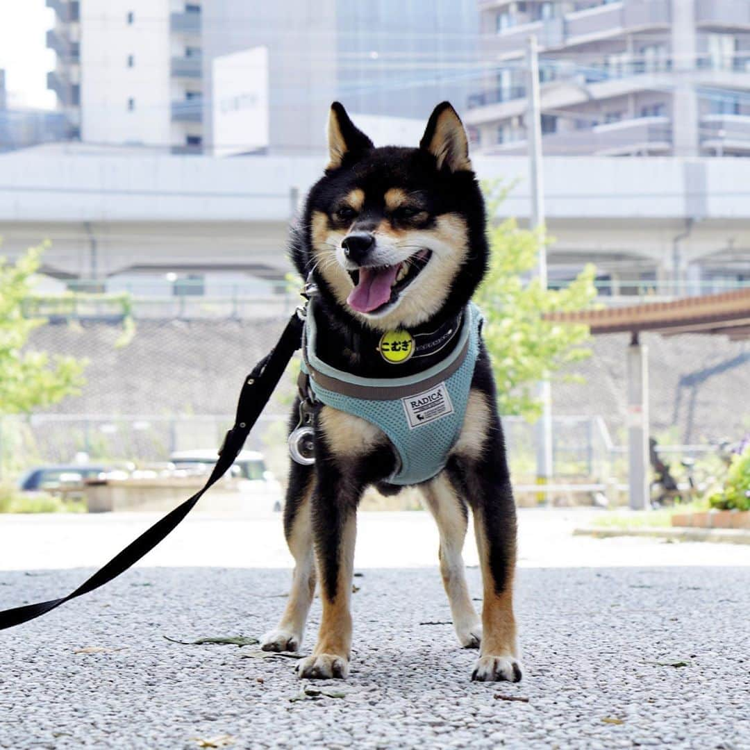 黒豆柴こむぎのインスタグラム