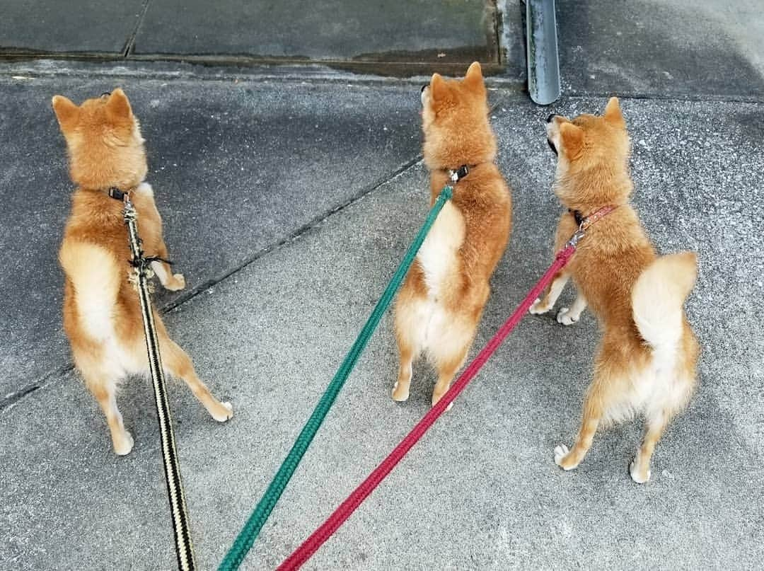 柴犬たま Shibainu Tamaのインスタグラム