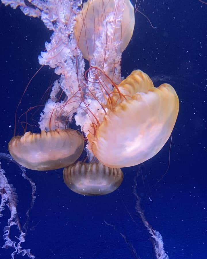 吉野マリアのインスタグラム：「. くらげってほんま癒されるよな☺️ . 最後の魚なんかぶちゃかわϵ( 'Θ' )϶ . . #jellyfish #penguin #aquarium #くらげ #海月 #水族館 #江ノ島 #江ノ島水族館」