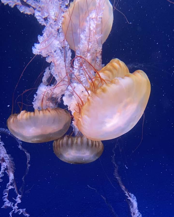 のインスタグラム：「. くらげってほんま癒されるよな☺️ . 最後の魚なんかぶちゃかわϵ( 'Θ' )϶ . . #jellyfish #penguin #aquarium #くらげ #海月 #水族館 #江ノ島 #江ノ島水族館」