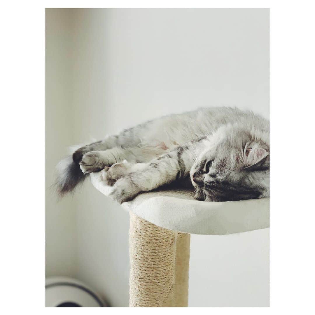 奥菜恵さんのインスタグラム写真 - (奥菜恵Instagram)「まだまだ暑いですね🌈 猫はごろごろ。今夜はごろごろしているこの子を長女と一緒にお風呂に入れる予定🛁  #ごろごろ #猫 #お風呂」9月8日 12時47分 - megumi_okina
