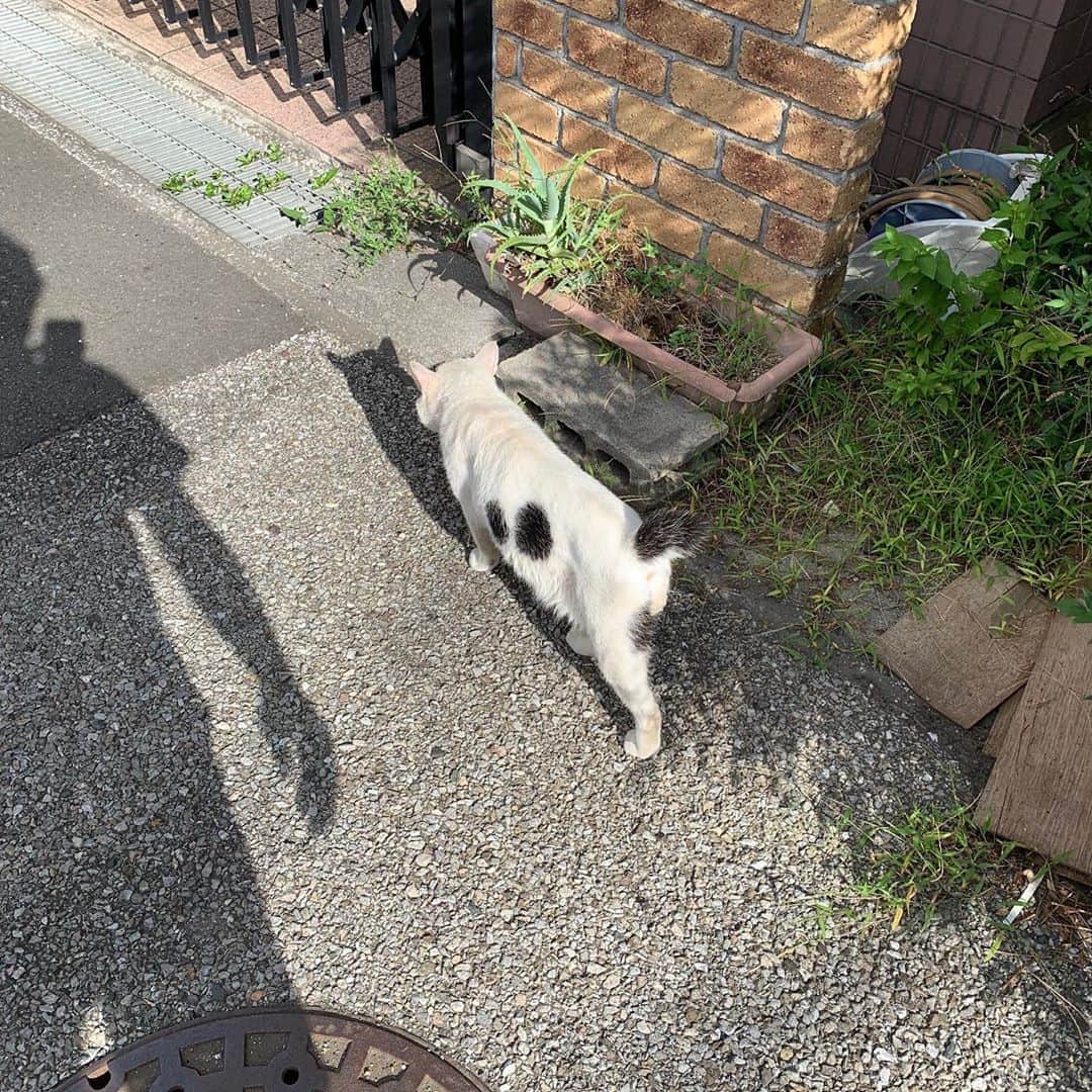 Kachimo Yoshimatsuさんのインスタグラム写真 - (Kachimo YoshimatsuInstagram)「一年前のナナクロ Nanakuro a year ago  Photo:2019.09.08 朝ごはん食べてパトロールへ。 #うちの猫ら #ナナクロ #nanakuro #猫 #ねこ #cat #ネコ #catstagram #ネコ部 http://kachimo.exblog.jp」9月8日 13時06分 - kachimo