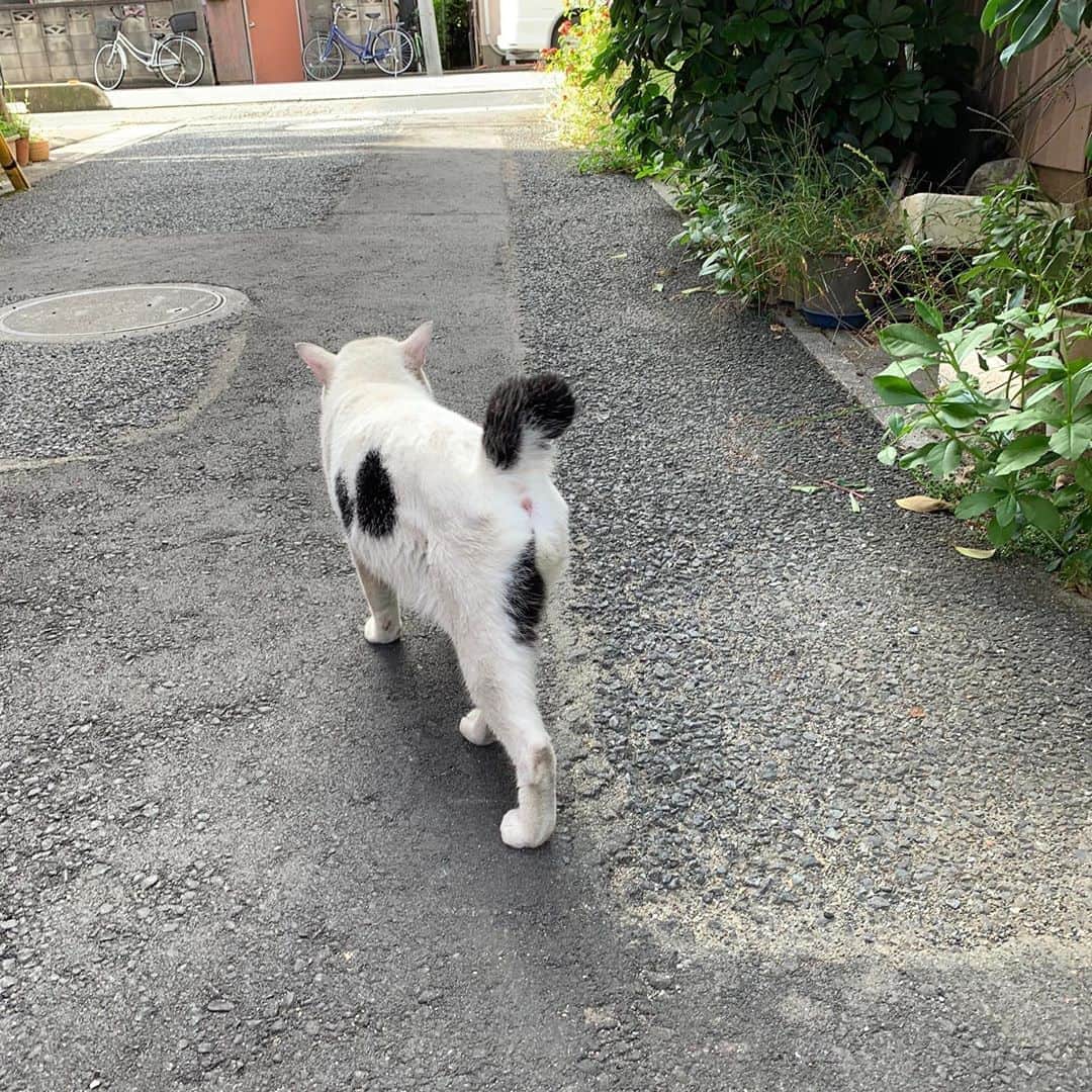のインスタグラム：「一年前のナナクロ Nanakuro a year ago  Photo:2019.09.08 朝ごはん食べてパトロールへ。 #うちの猫ら #ナナクロ #nanakuro #猫 #ねこ #cat #ネコ #catstagram #ネコ部 http://kachimo.exblog.jp」