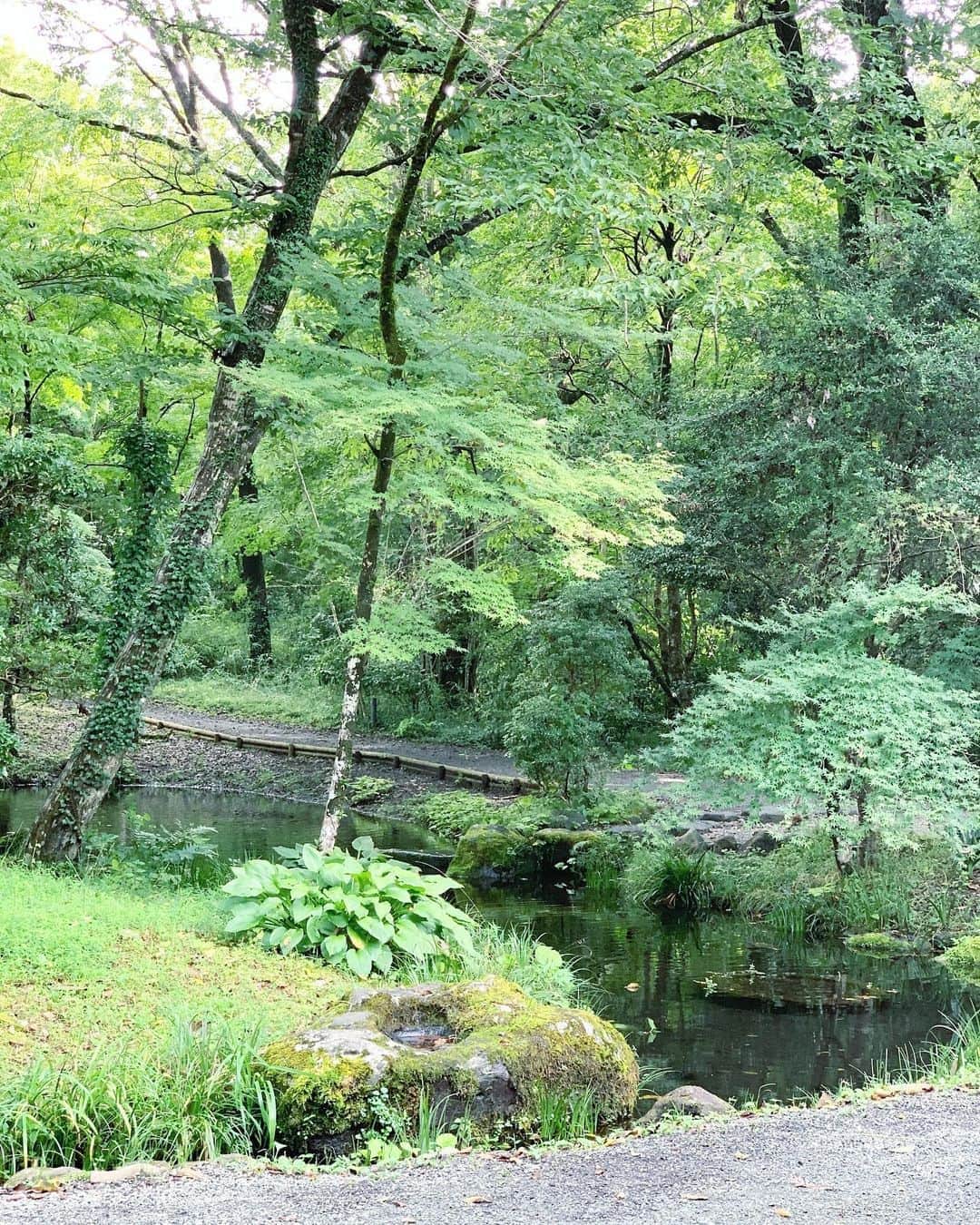 星読みプリンセス・エリ様さんのインスタグラム写真 - (星読みプリンセス・エリ様Instagram)「森林浴🌲🌲﻿ 昨日は旦那さんとデート♡﻿ ﻿ 車で移動中は大雨だったけど、﻿ 外にいる間は雨降らなくて濡れる事なく、そのおかげでお店に傘忘れてきちゃった🌂﻿ ﻿ #とらや工房#とらや﻿ #ドライブデート」9月8日 13時02分 - eri.princessmind