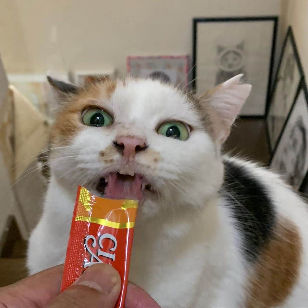 のインスタグラム：「我を忘れているな。 She loses herself.  #うちの猫ら #mikeko #ちゅーる #猫 #ねこ #cat #ネコ #catstagram #ネコ部 http://kachimo.exblog.jp」