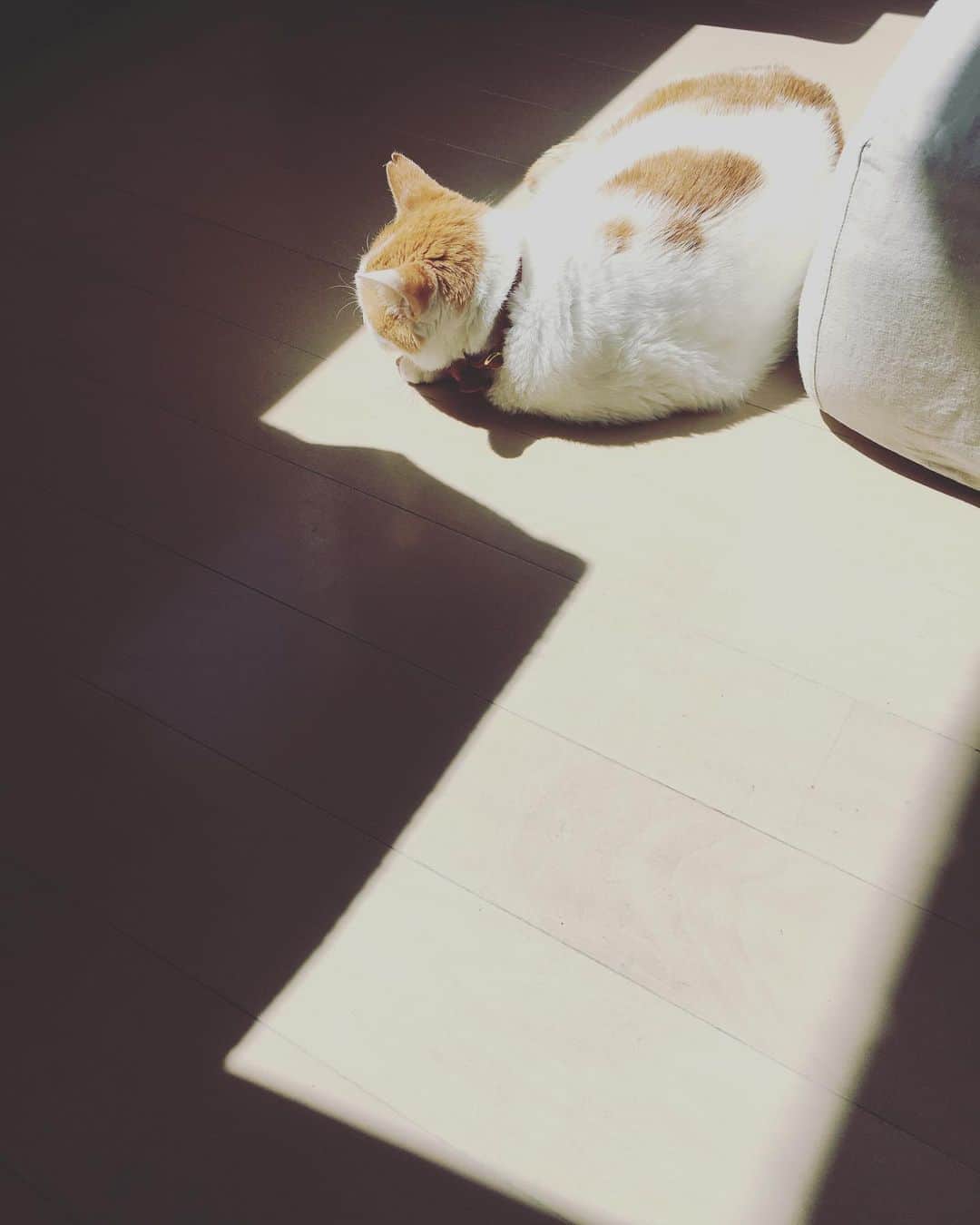 猫沢エミさんのインスタグラム写真 - (猫沢エミInstagram)「イオちゃんは積極的に日向ぼっこする。  とてもいいことだ。  猫も人も、歳をとると骨が弱くなるからね。ビタミンＤは日光浴で作れるよ。  ビニャミンＤをたくさん作って、ママにニャポビタンＤを分けてくださいね。  #猫沢イオ」9月8日 13時15分 - necozawaemi